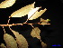  ( - XM_0028)  @11 [ ] CreativeCommons - Attribution Non-Commercial Share-Alike (2011) Cam Webb, Endro Setiawan & Hery Yanto Unspecified