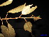  ( - XM_0028)  @11 [ ] CreativeCommons - Attribution Non-Commercial Share-Alike (2011) Cam Webb, Endro Setiawan & Hery Yanto Unspecified