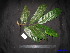  (Knema laurina - XM_0032)  @11 [ ] CreativeCommons - Attribution Non-Commercial Share-Alike (2011) Cam Webb, Endro Setiawan & Hery Yanto Unspecified