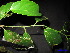  ( - XM_0034)  @11 [ ] CreativeCommons - Attribution Non-Commercial Share-Alike (2011) Cam Webb, Endro Setiawan & Hery Yanto Unspecified