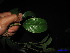  ( - XM_0036)  @11 [ ] CreativeCommons - Attribution Non-Commercial Share-Alike (2011) Cam Webb, Endro Setiawan & Hery Yanto Unspecified
