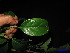  ( - XM_0036)  @11 [ ] CreativeCommons - Attribution Non-Commercial Share-Alike (2011) Cam Webb, Endro Setiawan & Hery Yanto Unspecified