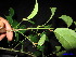  ( - XM_0036)  @11 [ ] CreativeCommons - Attribution Non-Commercial Share-Alike (2011) Cam Webb, Endro Setiawan & Hery Yanto Unspecified