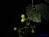  ( - XM_0003)  @11 [ ] CreativeCommons - Attribution Non-Commercial Share-Alike (2011) Cam Webb, Endro Setiawan & Hery Yanto Unspecified
