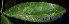  ( - XM_0403)  @11 [ ] CreativeCommons - Attribution Non-Commercial Share-Alike (2013) Cam Webb, Endro Setiawan & Hery Yanto Arnold Arboretum of Harvard University