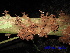  (Cynometra cauliflora - XM_0403)  @11 [ ] CreativeCommons - Attribution Non-Commercial Share-Alike (2013) Cam Webb, Endro Setiawan & Hery Yanto Arnold Arboretum of Harvard University