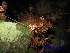  ( - XM_0403)  @11 [ ] CreativeCommons - Attribution Non-Commercial Share-Alike (2013) Cam Webb, Endro Setiawan & Hery Yanto Arnold Arboretum of Harvard University