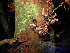  ( - XM_0403)  @11 [ ] CreativeCommons - Attribution Non-Commercial Share-Alike (2013) Cam Webb, Endro Setiawan & Hery Yanto Arnold Arboretum of Harvard University