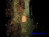  ( - XM_0403)  @11 [ ] CreativeCommons - Attribution Non-Commercial Share-Alike (2013) Cam Webb, Endro Setiawan & Hery Yanto Arnold Arboretum of Harvard University
