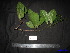  (Baccaurea sumatrana - XM_0048)  @11 [ ] CreativeCommons - Attribution Non-Commercial Share-Alike (2011) Cam Webb, Endro Setiawan & Hery Yanto Unspecified