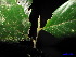  ( - XM_0050)  @11 [ ] CreativeCommons - Attribution Non-Commercial Share-Alike (2011) Cam Webb, Endro Setiawan & Hery Yanto Unspecified