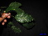  ( - XM_0052)  @11 [ ] CreativeCommons - Attribution Non-Commercial Share-Alike (2011) Cam Webb, Endro Setiawan & Hery Yanto Unspecified