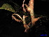  ( - XM_0055)  @11 [ ] CreativeCommons - Attribution Non-Commercial Share-Alike (2011) Cam Webb, Endro Setiawan & Hery Yanto Unspecified