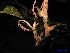  ( - XM_0055)  @11 [ ] CreativeCommons - Attribution Non-Commercial Share-Alike (2011) Cam Webb, Endro Setiawan & Hery Yanto Unspecified