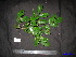 ( - XM_0056)  @11 [ ] CreativeCommons - Attribution Non-Commercial Share-Alike (2011) Cam Webb, Endro Setiawan & Hery Yanto Unspecified