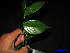  ( - XM_0056)  @11 [ ] CreativeCommons - Attribution Non-Commercial Share-Alike (2011) Cam Webb, Endro Setiawan & Hery Yanto Unspecified