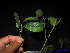  ( - XM_0058)  @11 [ ] CreativeCommons - Attribution Non-Commercial Share-Alike (2011) Cam Webb, Endro Setiawan & Hery Yanto Unspecified