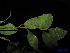  (Cornaceae - XM_0058)  @11 [ ] CreativeCommons - Attribution Non-Commercial Share-Alike (2011) Cam Webb, Endro Setiawan & Hery Yanto Unspecified