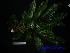  ( - XM_0635)  @11 [ ] CreativeCommons - Attribution Non-Commercial Share-Alike (2013) Cam Webb, Endro Setiawan & Hery Yanto Arnold Arboretum of Harvard University