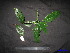  (Syzygium leptostemon - XM_0069)  @11 [ ] CreativeCommons - Attribution Non-Commercial Share-Alike (2011) Cam Webb, Endro Setiawan & Hery Yanto Unspecified