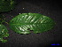  ( - XM_0069)  @11 [ ] CreativeCommons - Attribution Non-Commercial Share-Alike (2011) Cam Webb, Endro Setiawan & Hery Yanto Unspecified
