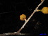  ( - XM_0006)  @11 [ ] CreativeCommons - Attribution Non-Commercial Share-Alike (2011) Cam Webb, Endro Setiawan & Hery Yanto Unspecified