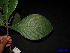  ( - XM_0075)  @11 [ ] CreativeCommons - Attribution Non-Commercial Share-Alike (2011) Cam Webb, Endro Setiawan & Hery Yanto Unspecified