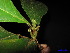  ( - XM_0075)  @11 [ ] CreativeCommons - Attribution Non-Commercial Share-Alike (2011) Cam Webb, Endro Setiawan & Hery Yanto Unspecified