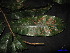  ( - XM_0077)  @11 [ ] CreativeCommons - Attribution Non-Commercial Share-Alike (2011) Cam Webb, Endro Setiawan & Hery Yanto Unspecified