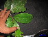  ( - XM_0078)  @11 [ ] CreativeCommons - Attribution Non-Commercial Share-Alike (2011) Cam Webb, Endro Setiawan & Hery Yanto Unspecified