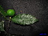  (Garcinia dioica - XM_0007)  @11 [ ] CreativeCommons - Attribution Non-Commercial Share-Alike (2011) Cam Webb, Endro Setiawan & Hery Yanto Unspecified