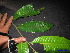  (Knema cinerea - XM_0080)  @11 [ ] CreativeCommons - Attribution Non-Commercial Share-Alike (2011) Cam Webb, Endro Setiawan & Hery Yanto Unspecified