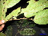  ( - XM_0082)  @11 [ ] CreativeCommons - Attribution Non-Commercial Share-Alike (2011) Cam Webb, Endro Setiawan & Hery Yanto Unspecified