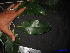  ( - XM_0090)  @11 [ ] CreativeCommons - Attribution Non-Commercial Share-Alike (2011) Cam Webb, Endro Setiawan & Hery Yanto Unspecified