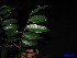  ( - XM_0093)  @11 [ ] CreativeCommons - Attribution Non-Commercial Share-Alike (2011) Cam Webb, Endro Setiawan & Hery Yanto Unspecified