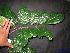  ( - XM_0096)  @11 [ ] CreativeCommons - Attribution Non-Commercial Share-Alike (2011) Cam Webb, Endro Setiawan & Hery Yanto Unspecified