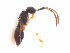  (Conostigmus punctipes - IMPCOLL-45)  @11 [ ] CC-BY-SA (2024) Arnstein Staverlokk Norwegian Institute for Nature Research