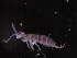 ( - IMPCOLL-53)  @11 [ ] CC-BY-SA (2024) Arnstein Staverlokk Norwegian Institute for Nature Research