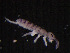  ( - IMPCOLL-54)  @11 [ ] CC-BY-SA (2024) Arnstein Staverlokk Norwegian Institute for Nature Research