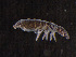  ( - IMPCOLL-58)  @11 [ ] CC-BY-SA (2024) Arnstein Staverlokk Norwegian Institute for Nature Research