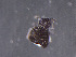  (Sminthurinus alpinus - IMPCOLL-63)  @11 [ ] CC-BY-SA (2024) Arnstein Staverlokk Norwegian Institute for Nature Research