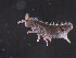  ( - IMPCOLL-64)  @11 [ ] CC-BY-SA (2024) Arnstein Staverlokk Norwegian Institute for Nature Research