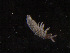  ( - IMPCOLL-83)  @11 [ ] CC-BY-SA (2024) Arnstein Staverlokk Norwegian Institute for Nature Research