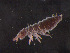 ( - IMPCOLL-84)  @11 [ ] CC-BY-SA (2024) Arnstein Staverlokk Norwegian Institute for Nature Research