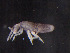  (Lepidocyrtus widneri - IMPCOLL-87)  @11 [ ] CC-BY-SA (2024) Arnstein Staverlokk Norwegian Institute for Nature Research