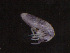  ( - IMPCOLL-88)  @11 [ ] CC-BY-SA (2024) Arnstein Staverlokk Norwegian Institute for Nature Research