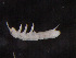  ( - IMPCOLL-92)  @11 [ ] CC-BY-SA (2024) Arnstein Staverlokk Norwegian Institute for Nature Research