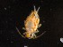  ( - IMPCOLL-94)  @11 [ ] CC-BY-SA (2024) Arnstein Staverlokk Norwegian Institute for Nature Research