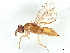  (Elasmus Malaise3877 - BIOUG52174-G08)  @11 [ ] CreativeCommons - Attribution (2022) CBG Photography Group Centre for Biodiversity Genomics