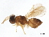  (Elasmus Malaise5589 - BIOUG52241-H05)  @15 [ ] CreativeCommons - Attribution (2020) CBG Photography Group Centre for Biodiversity Genomics